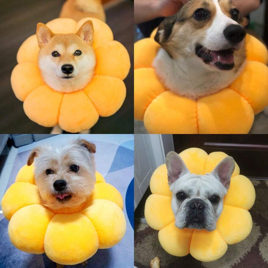 طوق استرداد الحيوانات الأليفة مقاوم للخدش والعض والتلميع، طوق واقي مناسب للكلاب والقطط الصغيرة - متعدد الألوان - مشاهدة 1