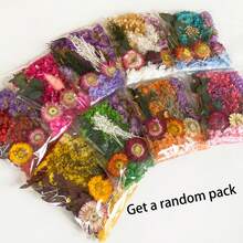 1 Pack Assorted Colorful Dried Flowers, Suitable For DIY Crafts, Variety Of Flower Materials, Daisy Supplies, Creative Birthday Gift, Wedding Party, Valentine''s Day, Greeting Card Making - Multicolor - View 12