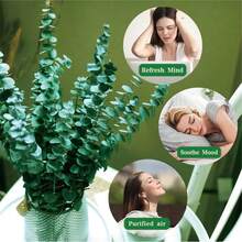 20 Pcs Preserved Dried Eucalyptus Stems, 17" Natural Fresh Eucalyptus Branches For Shower, Real Plant For Vase Filler, Dried Flowers Arrangement, Floral Home Decor - 彩色 - 查看 4