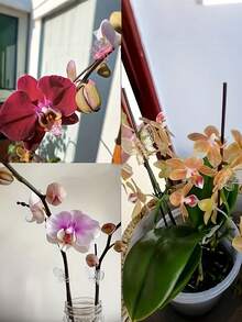 30pcs Butterfly Shaped Plant Clips, Orchid Stem Clips, Reusable Gardening Clips For Climbing Plants, Grape Vine Tomato Plant Support Clips, Suitable For Indoor And Outdoor Plants And Flowers Stems And Vines, Also For Vegetables, Helps Plants Grow Upright And Healthier - Multicolor - View 2