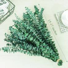 20 Pcs Preserved Dried Eucalyptus Stems, 17" Natural Fresh Eucalyptus Branches For Shower, Real Plant For Vase Filler, Dried Flowers Arrangement, Floral Home Decor - 彩色 - 查看 3