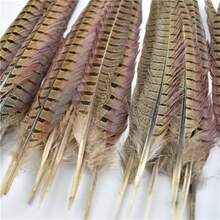 Set of 10 Natural Peacock Feathers with Neck Ring, Crown Design, Stripes, Wedding Decor Long Feathers 40 - 45 cm for Party Decor Home Decoration Floral Arrangement - 19,7-21,7 pulgadas - Ver 4
