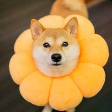 طوق استرداد الحيوانات الأليفة مقاوم للخدش والعض والتلميع، طوق واقي مناسب للكلاب والقطط الصغيرة - متعدد الألوان - مشاهدة 28