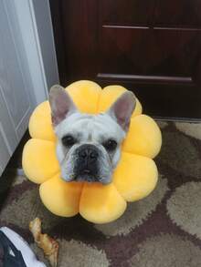 طوق استرداد الحيوانات الأليفة مقاوم للخدش والعض والتلميع، طوق واقي مناسب للكلاب والقطط الصغيرة - متعدد الألوان - مشاهدة 4