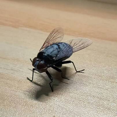 仿真苍蝇冰箱贴，恶搞礼物，迷你装饰品