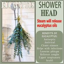 20 Pcs Preserved Dried Eucalyptus Stems, 17" Natural Fresh Eucalyptus Branches For Shower, Real Plant For Vase Filler, Dried Flowers Arrangement, Floral Home Decor - 彩色 - 查看 5