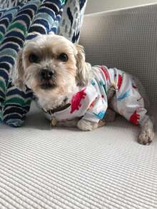 CuteBone 1pc Dinosaur Pattern Pet , Dog Pajamas - Multicolor - View 4