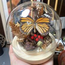 1pc Transparent Glass Dome Display Case With Wooden Base, For DIY Preserved Flowers, Snow Globes, Plant Crafts, Memorabilia