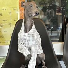 Haine pentru ogari italieni Whippet, cămașă ușoară în carouri și dungi de primăvară/vară, haine moi și confortabile pentru animale de companie - Kaki - Vizualizare 7