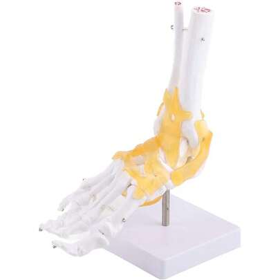 Modelo Anatómico del Pie y Tobillo Humano, Modelo Anatómico de la Articulación del Tobillo del Pie del Ligamento del Esqueleto Humano Adulto, para Investigación Médica y Educación Anatómica,36756368