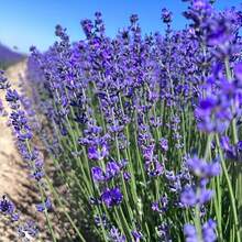 4 Bundles Dried Lavender With Newspaper-Wrapped, Fortunate Flowers Dried Lavender Bundle, 100+ Dried Lavender Stems Per Lavender Bunch, Dry Lavendar Dried Flowers By Lavender Plants Live, Lavanda Seca Natural Dried Lavender Flowers For Vase Filler, Decor - 紫色 - 查看 8