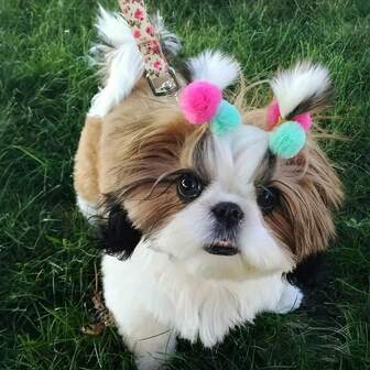 24pcs/12 Pairs Small Dog Bowknot, Multi-Color Geometric Chiffon Ribbon, 0.79 Inch (Approx. 2.0 Cm) Diameter