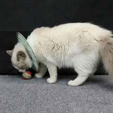 Collar isabelino antilamer para Gato, recuperación ligera, transpirable, resistente al agua, protector antimordida - Verde - Ver 5