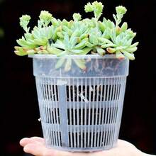 5pcs Orchid Planter Pots With Drainage Holes, Transparent Breathable Slotted Plastic Flower Pots, Suitable For Indoor And Outdoor Patio - Multicolor - View 11