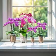 1/3/5 chậu trồng lan bằng nhựa trong suốt, dày dặn, có lỗ thoát nước, thích hợp cho lan Phalaenopsis, Anthurium và các loại cây trồng trong chậu khác. - Nhiều màu - Xem 8