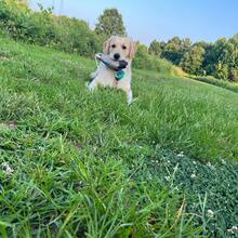 1 pieza Juguete de perro con forma de pato para recoger, juguete interactivo para interior/exterior, entrenamiento divertido para habilidades de recuperación, adecuado para perros pequeños y grandes - Multicolor - Ver 4