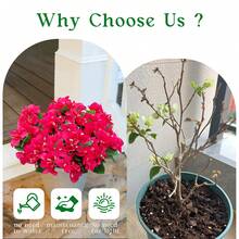 2/4 Bunches 14.96 Inch Outdoor Artificial Bougainvillea - Realistic Fluffy Silk Flowers And Natural Textured Silk Leaves, Lifelike Artificial Plants For Outdoor Decoration In Garden, Patio, Porch And Planters, Valentine's Day Gift - Multicolor - View 8