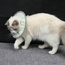 Collar isabelino antilamer para Gato, recuperación ligera, transpirable, resistente al agua, protector antimordida - Verde - Ver 6