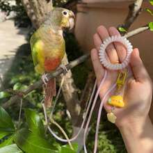 1 Set Lightweight Stretchy Bird Leash For Outdoor, Parrot Flying Tether With Wristband, Leg Strap And Star Cloud Pendant, Gradual Extendable Walking Rope, Suitable For Cockatiel, Parrots, All Seasons - Multicolor - View 5