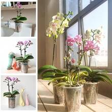 1/3/5 chậu trồng lan bằng nhựa trong suốt, dày dặn, có lỗ thoát nước, thích hợp cho lan Phalaenopsis, Anthurium và các loại cây trồng trong chậu khác. - Nhiều màu - Xem 2