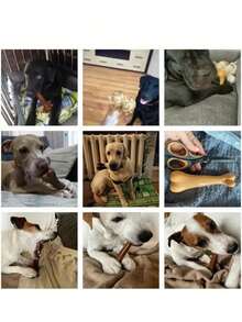 耐用型狗狗咀嚼玩具，骨头形状互动式咀嚼训练棒，适合所有犬种，互动式牙齿清洁棒 - 彩色 - 查看 5