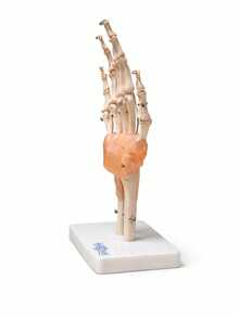Modelo Anatomico - Articulación de mano con ligamento en tamaño real - Blanco - Ver 2