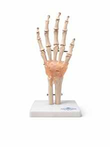Modelo Anatomico - Articulación de mano con ligamento en tamaño real - Blanco - Ver 1