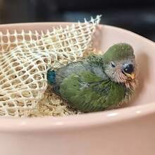 Ultra Soft Latex Chick Pad - Non-Slip Perch Net, Suitable For Baby Parrots | Essential For Breeding - White - View 3