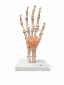 Modelo Anatomico - Articulación de mano con ligamento en tamaño real - Blanco - Ver 3
