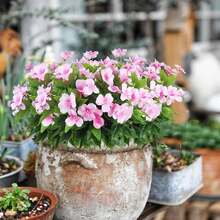 1/80 Ramo de 40 cm de flores artificiales de Impaciencia, flores de seda, adecuadas para el hogar, oficina, boda, patio exterior, césped, decoración del jardín, ramo de novia, decoración de boda del Día de San Valentín, materiales para hacer coronas DIY - Rosa - Ver 7