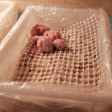 Ultra Soft Latex Chick Pad - Non-Slip Perch Net, Suitable For Baby Parrots | Essential For Breeding - White - View 4