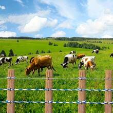TOWEBOORY Electric Fence Wire Electric Fence Rope 500m 1000m Stranded Wire High Conductivity Stainless Steel Wire Electric Fence Electric Wire Livestock Conductive Rope Fence Stranded Wire Stand - Out Color Rust Proof UV Resistant Electric Fence Post Electric Livestock Fence Wire For Farm Pasture Horse Cattle Sheepdog Electric Fence Wire Livestock Protection Easy To Install Reusable Poly Wire (Red+ White 500m) 6 Wire 2mm) - Cyan + White 500m 6 Lines 2mm - View 9