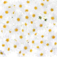 100 piezas de flores artificiales de margarita blanca elegante, adecuadas para decoración de sombreros, decoración de pasteles, manualidades DIY, decoración de habitaciones, decoración de bodas, etc. - Multicolor - Ver 4