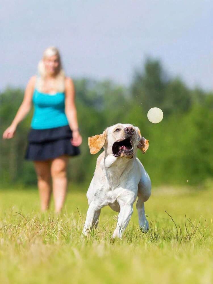 Nighttime Glowing Bouncing Ball, PET Ball, Chew-Resistant Toy Ball, Large, Medium And Small Dog Grinding Training Balls (This Product Does Not Glow; Night Glow Dog Balls, 5cm-6cm-7cm) Strong Dog Ball Toy, Glowing, High Elasticity Rubber, Teeth Training, Small, Medium And Large Dog Interactive Ball Bite Toy - Multicolor - View 5
