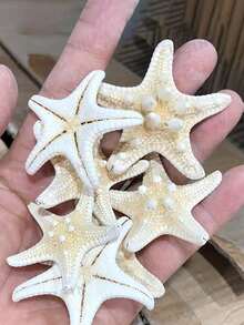 6件天然贝壳、螳螂虾、海星标本，地中海风格平台装饰，海洋主题墙面及家居装饰 - 彩色 - 查看 4