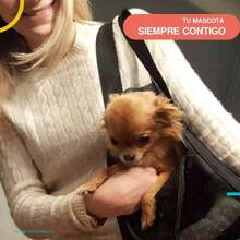 Transportadora para Perro| Mochila| Mochila de costado| Transportadora para Mascotas|5 Kilos,37068248 - Multicolor - Ver 5