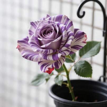 100pcs Rose Balcony Flower Border Potted Balcony Flower Border Matching Planting Symmetrical Harmonious Bloom Enhance Balcony Flower Border Aesthetics