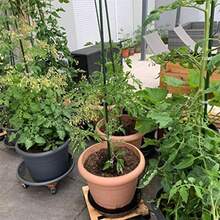 Estacas de jardín varillas resistentes de soporte para plantas 20 estacas de núcleo de acero recubierto de plástico con 5 conectores para plantas trepadoras frijoles y arbustos 16.1 pulgadas de - Verde - Ver 7