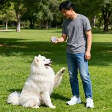 Solid Elastic Training Ball, Suitable For All Dog Breeds, Can Be Used For Indoor Relaxation, Outdoor Training And Interactive Pet Toys