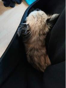 寵物飼主必備 女款休閒抓絨寬鬆連帽衫，附口袋，適合秋冬穿著，寵物友善設計，秋冬女裝穿搭 - 黑色 - 查看 8