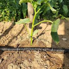 Atlantic Garden Staples de 4 pulgadas acero inoxidable resistente paquete de 20 - Plateado - Ver 6