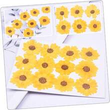 HOMSFOU 5 Series Dried Flowers para Manualidades DIY Flores Secas Presionadas para Decoración De Carcasas De Teléfono Y Scrapbooking Piezas X 5 - 5 - Ver 3