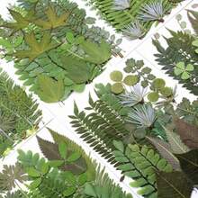 30 piezas de hojas secas prensadas flores secas plantas verdes para muestras de hojas secas naturales resina vegetación seca variada para manualidades de hojas prensadas decoración de bricolaje - como en la foto - Ver 3