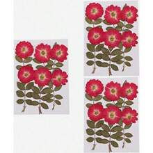Verdaderas flores secas álbumes de recortes DIY DIY Jewelry Craft Home Decorations 36pcs Pressed Dried Flowers Dry Flower Bulk Natural Real Nature Rose Flowers Herb Set Handmade Plant Specimen Acces - como en la foto - Ver 1
