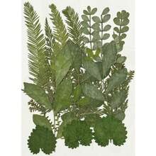 Real Dried Pressed Flowers Assorted Colorful Daisies Leaves Hydrangeas for Art Craft DIY - 1 Pack Size 11 - Multicolor - Ver 1