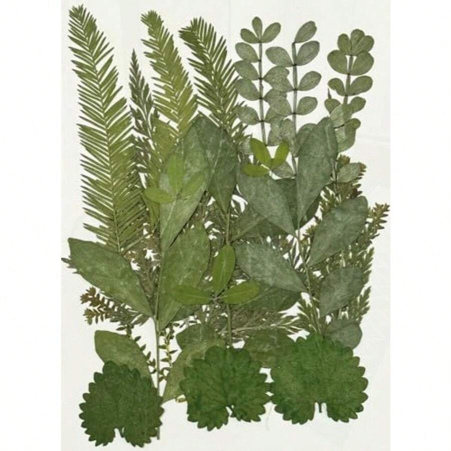 Real Dried Pressed Flowers Assorted Colorful Daisies Leaves Hydrangeas for Art Craft DIY - 1 Pack Size 11 - Multicolor - Ver 1