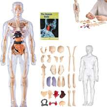 29 piezas Conjunto de modelo de estructura anatómica del Body humano, modelo de tronco desmontable en 3D, modelo de órganos y esqueleto extraíble, adecuado para el estudio anatómico - Multicolor - Ver 13