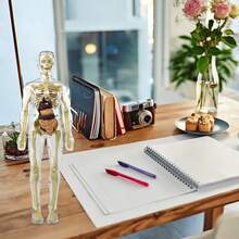 29 piezas Conjunto de modelo de estructura anatómica del Body humano, modelo de tronco desmontable en 3D, modelo de órganos y esqueleto extraíble, adecuado para el estudio anatómico - Multicolor - Ver 9