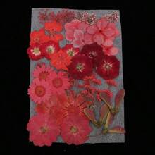 Verdaderas Flores secas álbumes de Recortes DIY Dried Flowers Plant DIY Jewelry Craft Home Decorations DIY Silicone Coaster Resin Molds Perfect Handmade Bookmarks Red - Rojo - Ver 3