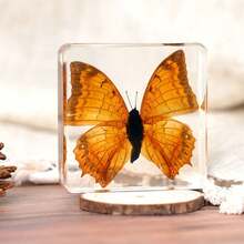 1pc Large Size (4.8cm/7.5cm) Transparent Spread Wings Butterfly, Spider, Butterfly, Giant Centipede Series Model. Insect Specimen, Permanent Preservation Animal Model Crafts, Real Nature Insect Butterfly Resin Specimen Bookend, Transparent Acrylic Square Plant And Animal Insect Model Decorative Craft (Crystal Crafts Are Fragile, Beware Of Bumps) - Multicolor - View 45